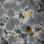 mold in a car