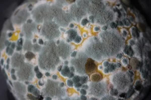 mold in a car